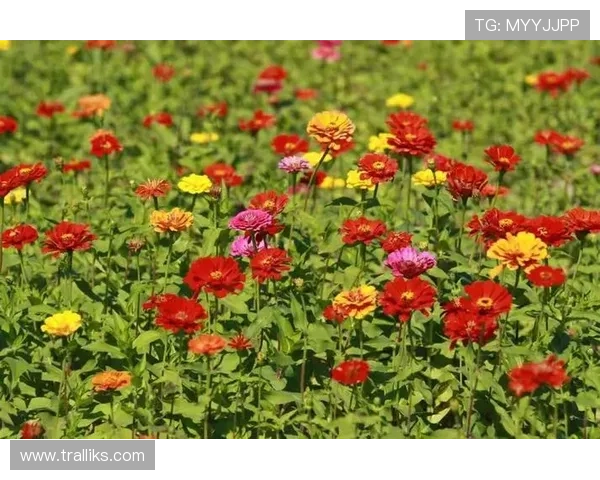 叶汉三株路技巧在实际拍摄中的应用技巧与注意事项汇总 叶汉三株路技巧在实际拍摄中的应用技巧与注意事项汇总